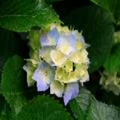 12_08_13_05_59_Hydrangeas.jpg